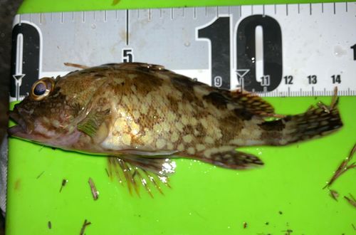 カサゴの釣果