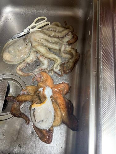 タコの釣果