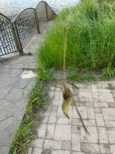 テナガエビの釣果