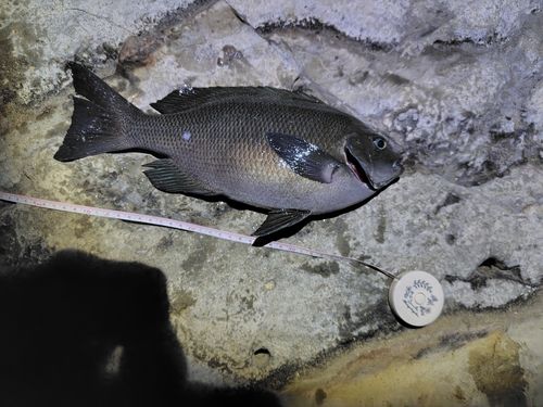 メジナの釣果