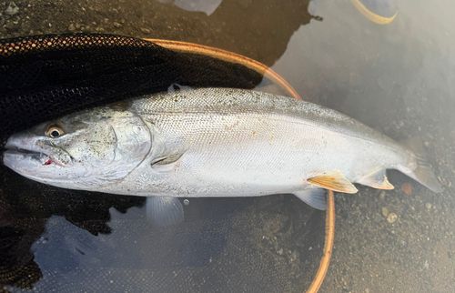サクラマスの釣果