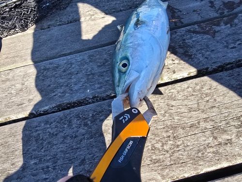 イナダの釣果