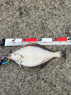 マガレイの釣果