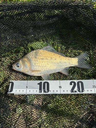 ヘラブナの釣果