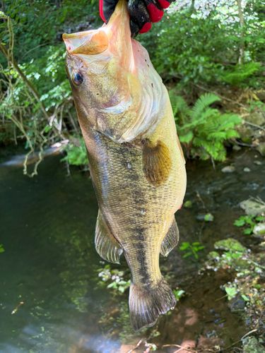 ラージマウスバスの釣果