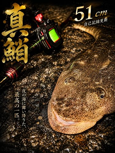マゴチの釣果