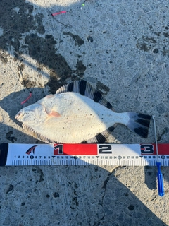 カワガレイの釣果