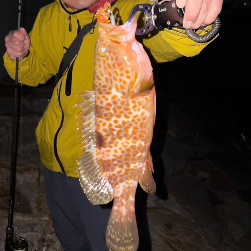 アコウの釣果