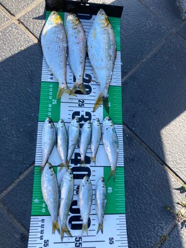 コノシロの釣果