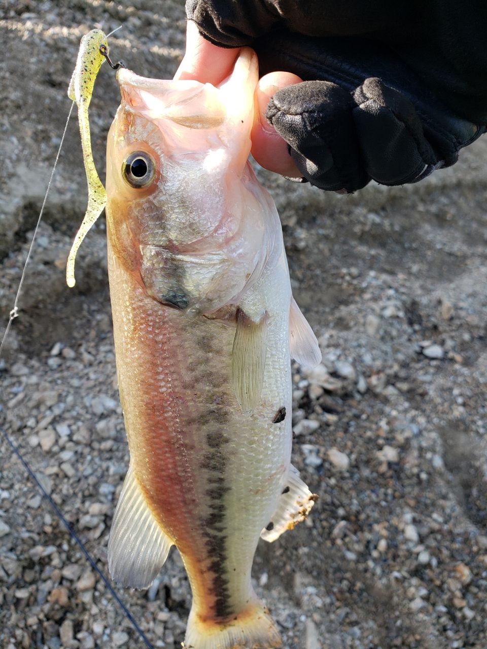 ブラックバスの釣果写真