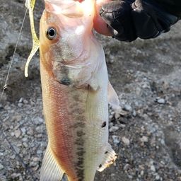 ブラックバスの釣果写真