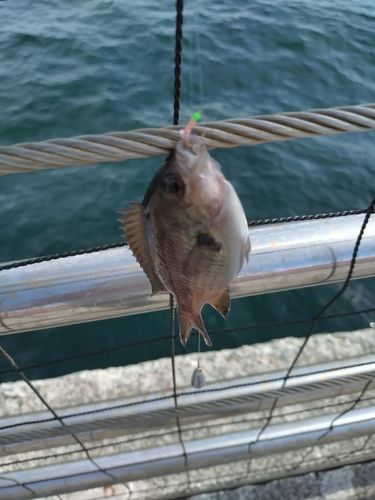 スズメダイの釣果