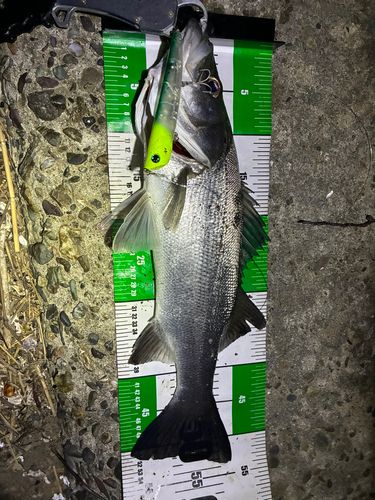 フッコ（ヒラスズキ）の釣果