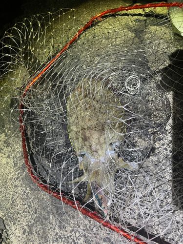 モンゴウイカの釣果