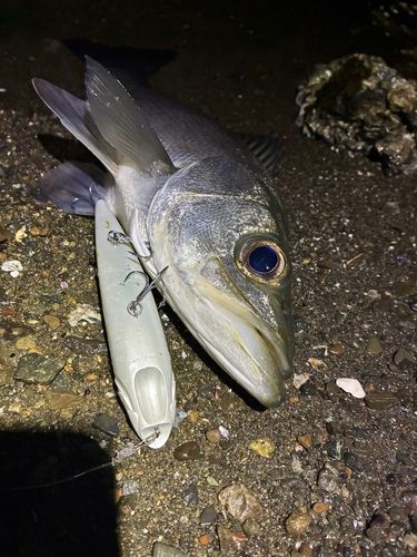 フッコ（ヒラスズキ）の釣果