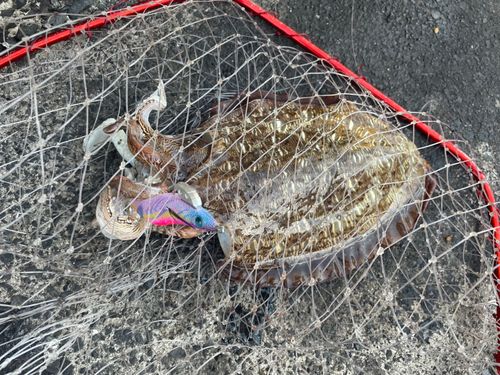 モンゴウイカの釣果