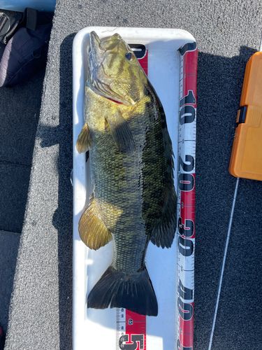 スモールマウスバスの釣果