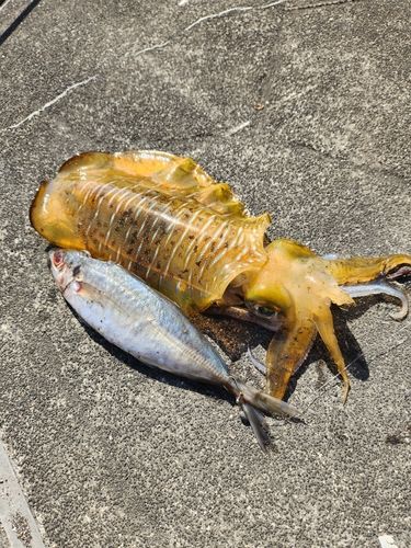 ミズイカの釣果