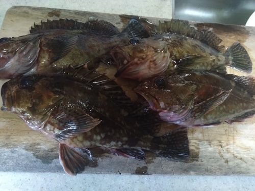 カサゴの釣果