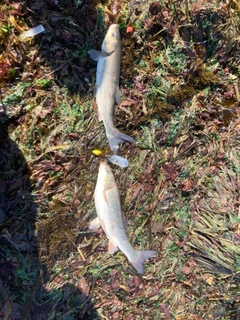 ウグイの釣果