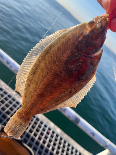 マコガレイの釣果