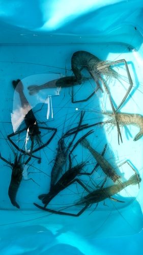 テナガエビの釣果