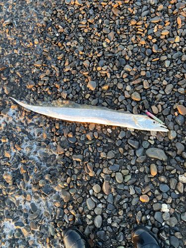 タチウオの釣果