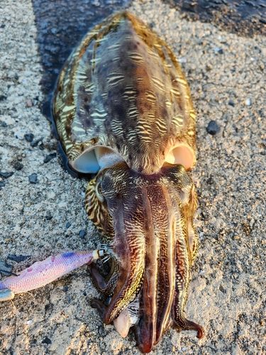 コウイカの釣果