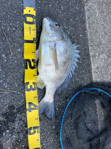 キビレの釣果