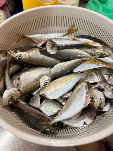 アジの釣果