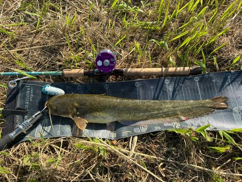ナマズの釣果