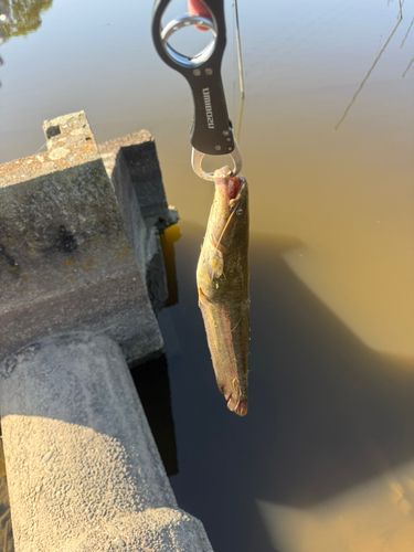 ナマズの釣果