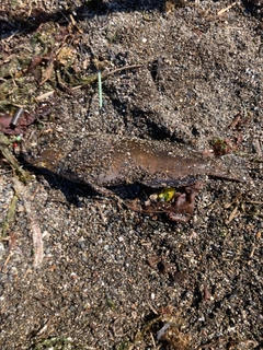 ハゴトコの釣果