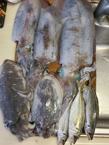 アオリイカの釣果