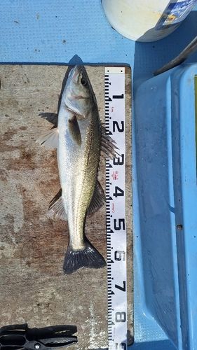 スズキの釣果