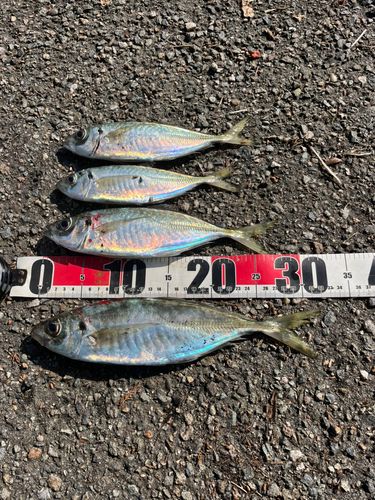 アジの釣果