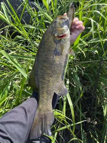 スモールマウスバスの釣果