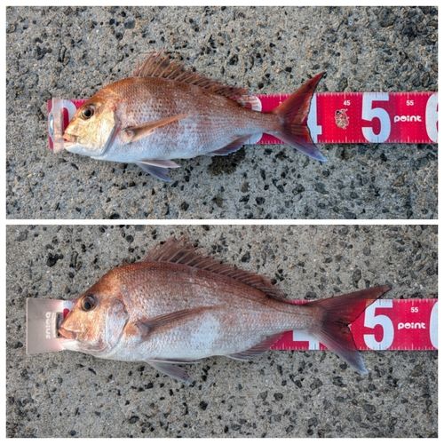 マダイの釣果