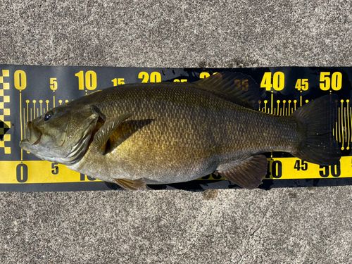 スモールマウスバスの釣果