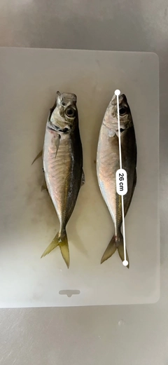 アジの釣果