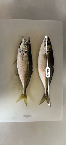 アジの釣果