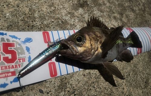 メバルの釣果