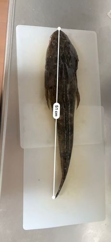 マゴチの釣果