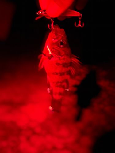 メバルの釣果