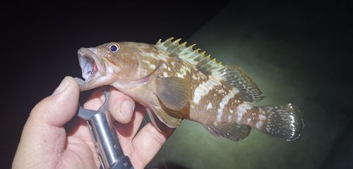 アコウの釣果
