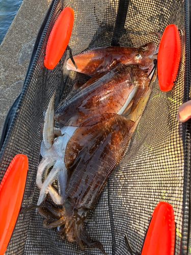 アオリイカの釣果