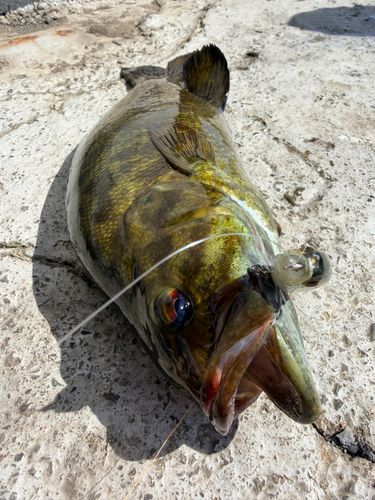 スモールマウスバスの釣果