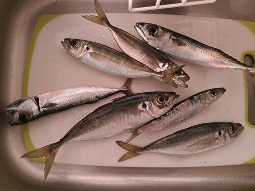 アジの釣果