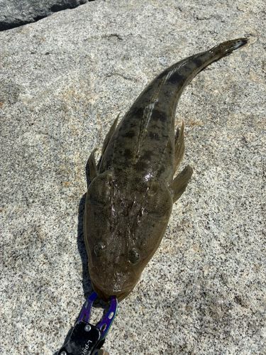 マゴチの釣果