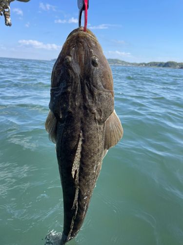 マゴチの釣果